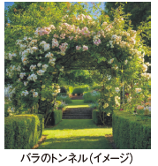 バラのトンネル（イメージ）