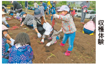 親子サツマイモ収穫体験