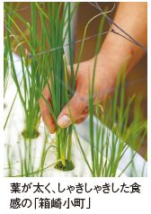 葉が太く、しゃきしゃきした食 感の「箱崎小町」