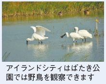 野鳥の写真(アイランドシティはばたき公園では野鳥を観察できます)