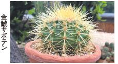 金鯱サボテン
