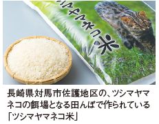 長崎県対馬市佐護地区の、ツシマヤマ ネコの餌場となる田んぼで作られている 「ツシマヤマネコ米」