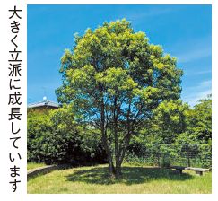 アトムの樹(き)の写真(大きく立派に成長しています)