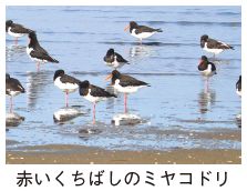 赤いくちばしのミヤコドリの写真