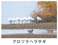 クロツラヘラサギの写真