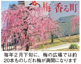 しだれ梅の写真(毎年2月下旬に、梅の広場では約20本ものしだれ梅が満開になります)