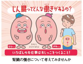 腎臓の働きについて考えてみませんか