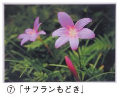 会長賞受賞作品 7. 「サフランもどき」の写真