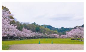 長谷ダム記念公園の桜並木の写真
