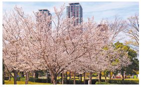 アイランドシティ中央公園の桜の写真