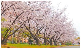 九州大学病院キャンパスの桜並木の写真