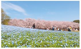 海の中道海浜公園のネモフィラと桜の写真