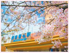 香椎駅前の桜の写真