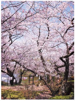 桧原桜公園の桜の写真