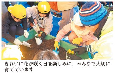 ビ オラの苗の鉢植え写真(きれいに花が咲く日を楽しみに、みんなで大切に育てています)