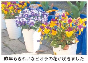 昨年のビオラの花の写真(昨年もきれいなビオラの花が咲きました)