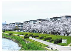 室見川緑地の桜並木の写真