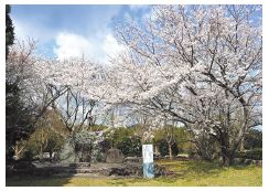 脇山中央公園一帯に咲き誇る桜の写真