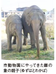 市動物園にやってきた雌の 象の親子（ゆずはとわかば）