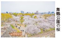 舞鶴公園の桜