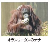 オランウータンのナナ