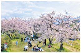 室見川河畔公園(地下鉄七隈線 橋本車両基地側)の桜の写真