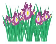 菖蒲のイラスト