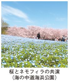 入賞作品の写真:桜とネモフィラの共演(海の中道海浜公園)