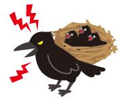 ひな鳥を守るために威嚇する親カラスのイラスト