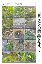 自分だけの図鑑を作ろう