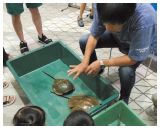 生きたカブトガニを見て触って体の構造や生態について学びます