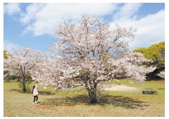 箱崎公園の桜の写真