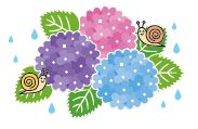 アジサイのイラスト