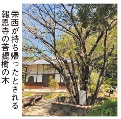 栄西が持ち帰ったとされる報恩寺の菩提樹の木の写真