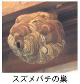 スズメバチの巣の写真