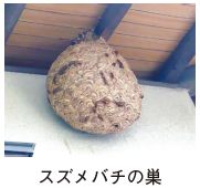 スズメバチの巣の写真