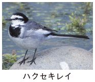 ハクセキレイの写真