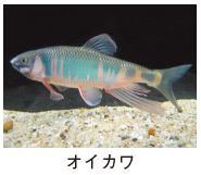 オイカワの写真