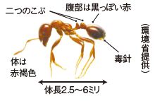 ヒアリ