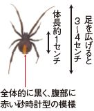 セアカゴケグモ