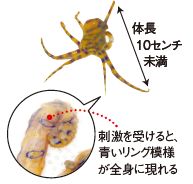 刺激を受けると、 青いリング模様 が全身に現れる