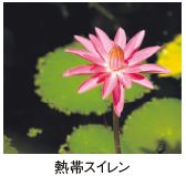 熱帯スイレン