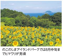 のこのしまアイランドパークでは8月中旬ま でヒマワリが見頃