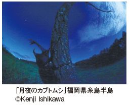 「月夜のカブトムシ」福岡県糸島半島 ©Kenji Ishikawa