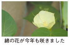 綿の花の写真(綿の花が今年も咲きました)