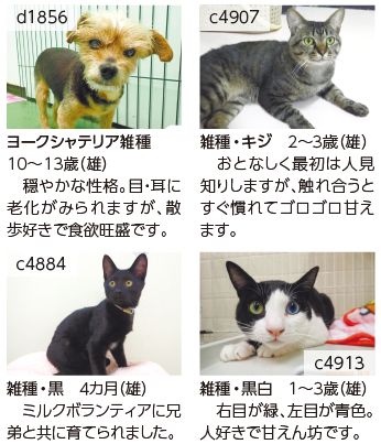 ヨークシャテリア雑種 10～13歳（雄） 　穏やかな性格。目・耳に 老化がみられますが、散 歩好きで食欲旺盛です。 雑種・キジ　２～３歳（雄） 　おとなしく最初は人見 知りしますが、触れ合うと すぐ慣れてゴロゴロ甘え ます。 雑種・黒　４カ月（雄） 　ミルクボランティアに兄 弟と共に育てられました。 雑種・黒白　１～３歳（雄） 　右目が緑、左目が青色。 人好きで甘えん坊です。