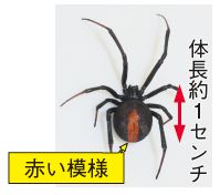 セアカゴケグモの成虫の写真(赤い模様、体長約1センチ)