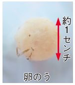 卵のうの写真(約1センチ)