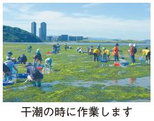 アオサのお掃除写真(干潮の時に作業します)