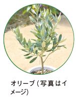 オリーブ( 写真はイ メージ)